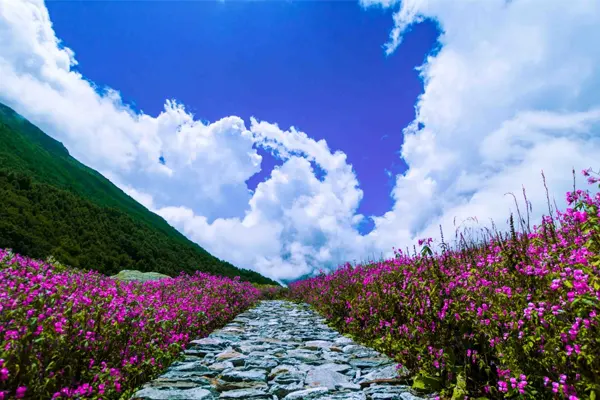 Valley of Flowers National Park