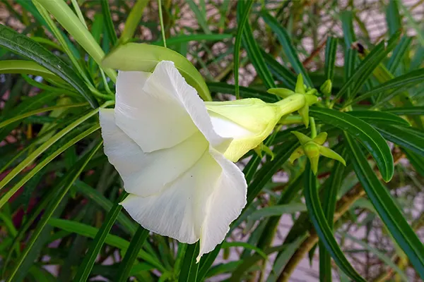 Deadliest Plant In The World