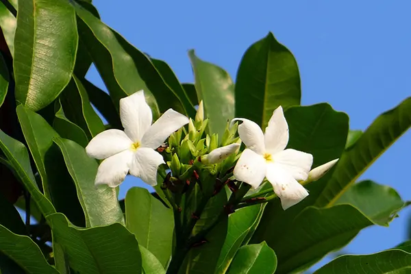 Deadliest Plant In The World