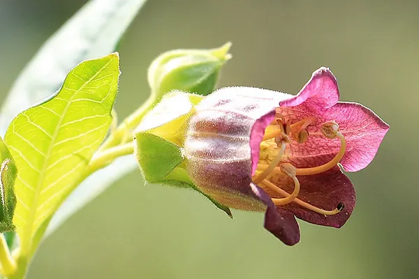 Deadly Nightshade