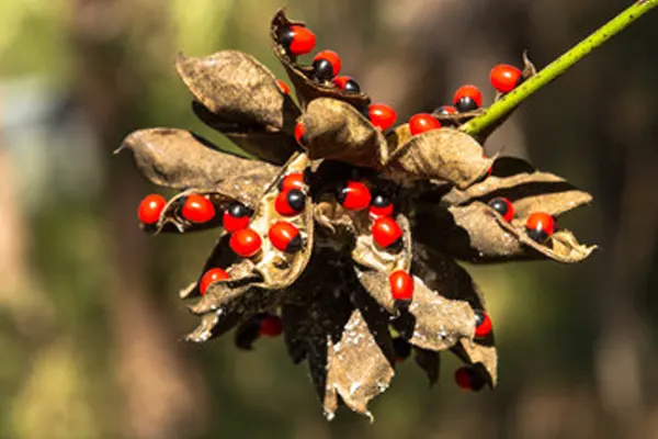 Rosary Pea