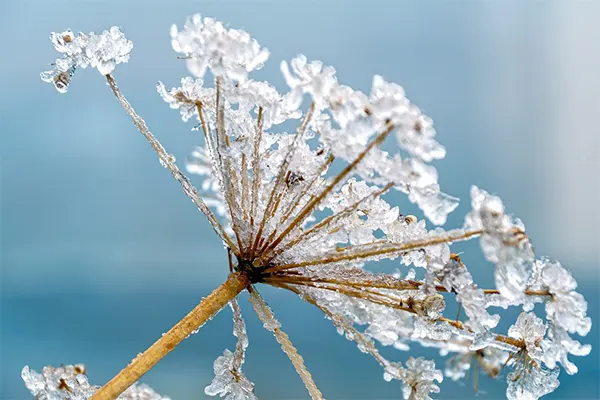 Water Hemlock