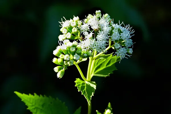 Deadliest Plant In The World