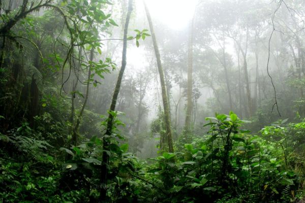 Jaipur Rainforest