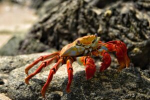Crab