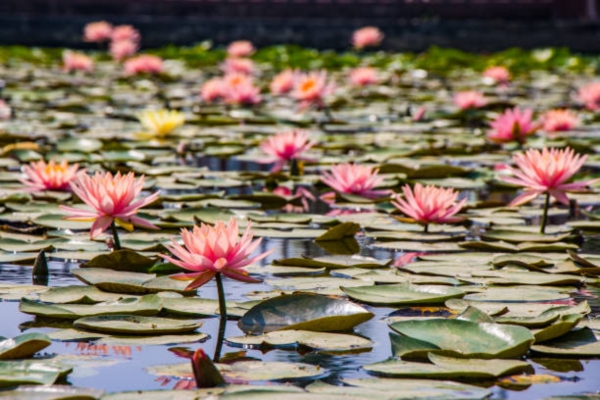 Mayadevi Pond