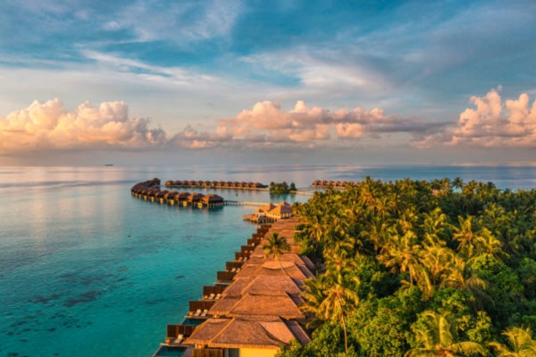 Tropic Tree Maldives