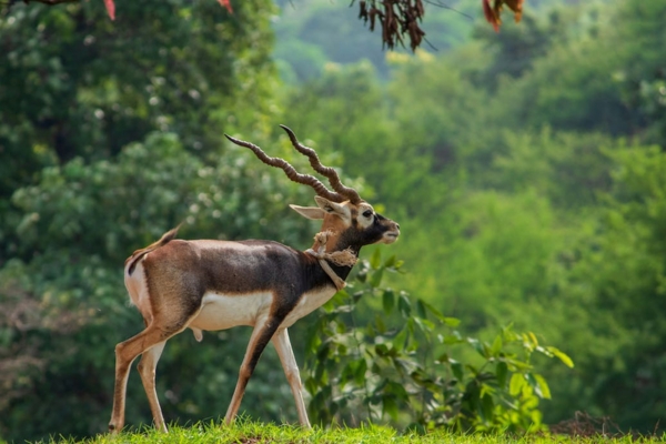 Antilope cervicapra