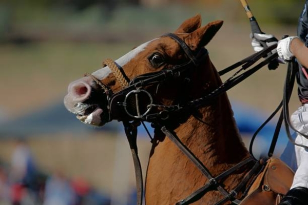 Aspen Riding & Polo Academy