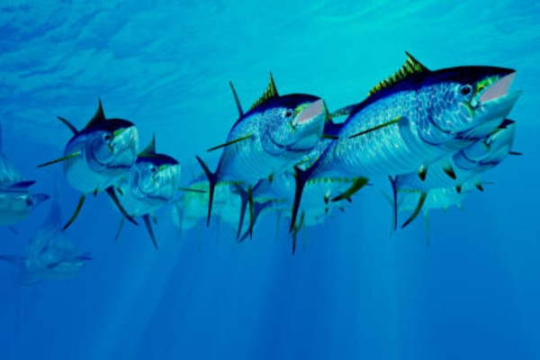 Atlantic Bluefin Tuna