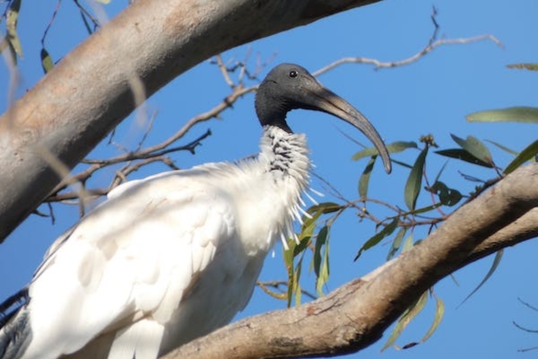 Black-headed ibis