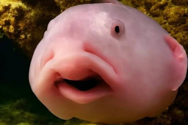 Blobfish