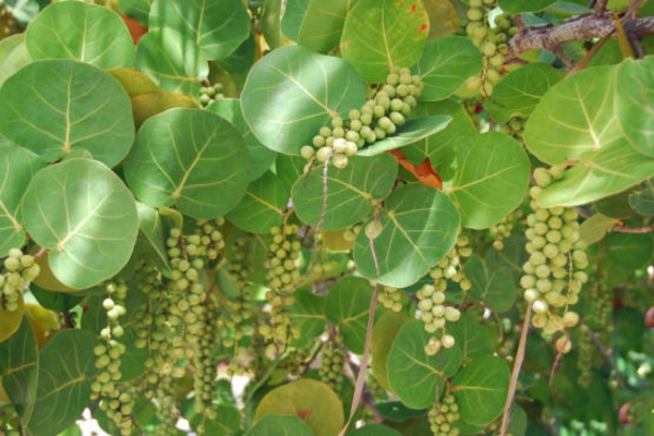 Buckwheat Family