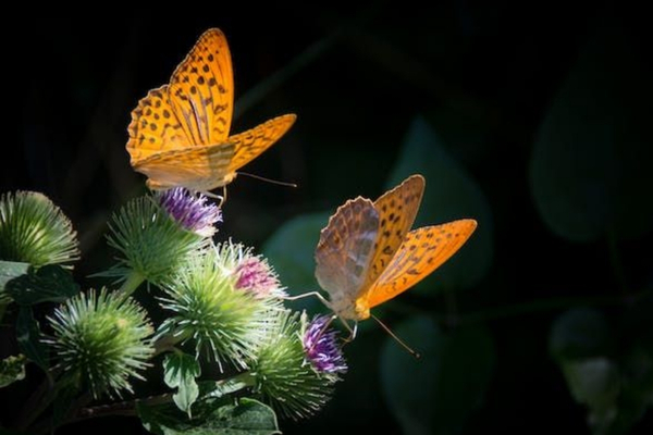 Butterfly Jungle Safari