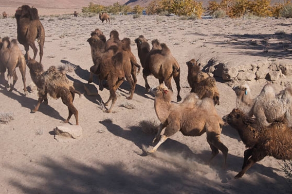 Camelops