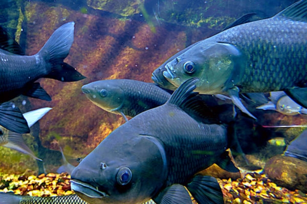 Carp