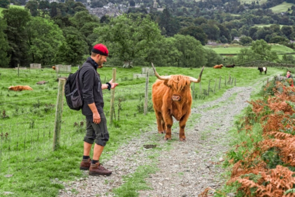  Cow With Humans