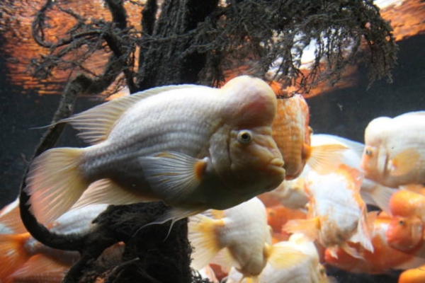 Flowerhorn Cichlids