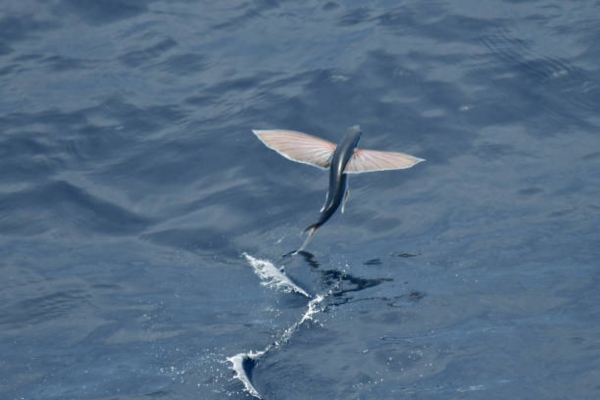 Flying Fish