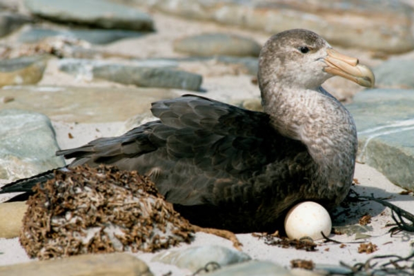 Fulmarine petrel