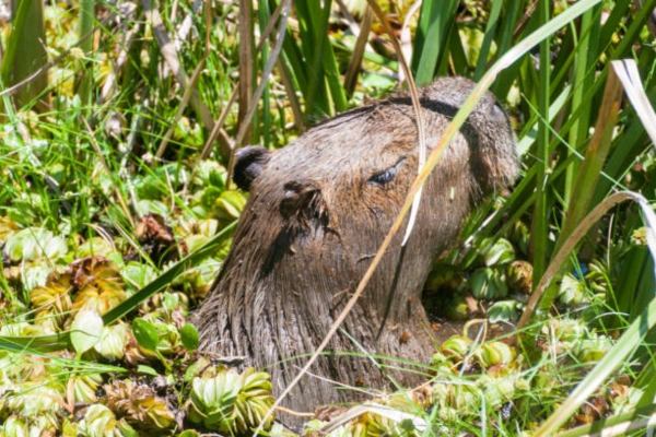Giant Beaver