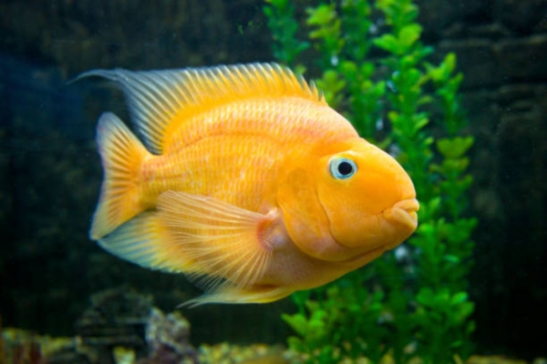 Gourami