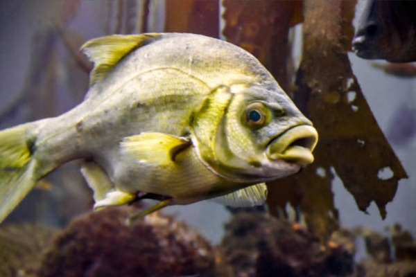 Grunts (Sweetlips)