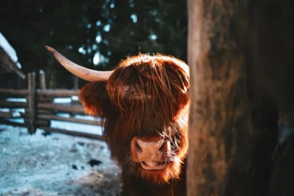 Highland Cattle cow