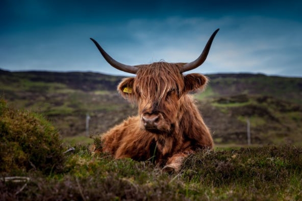 Highland Cattle