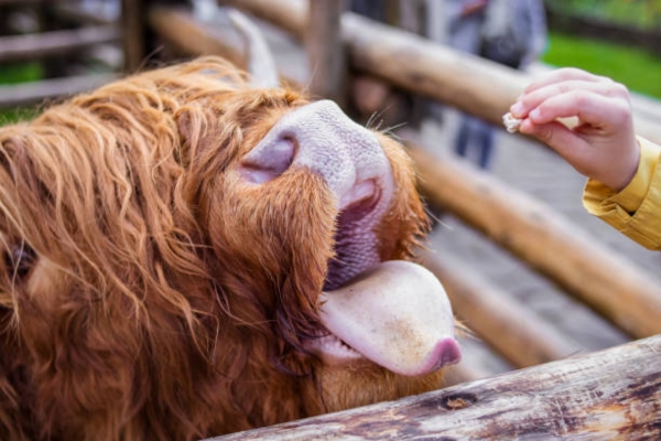  Highland Cow With Humans