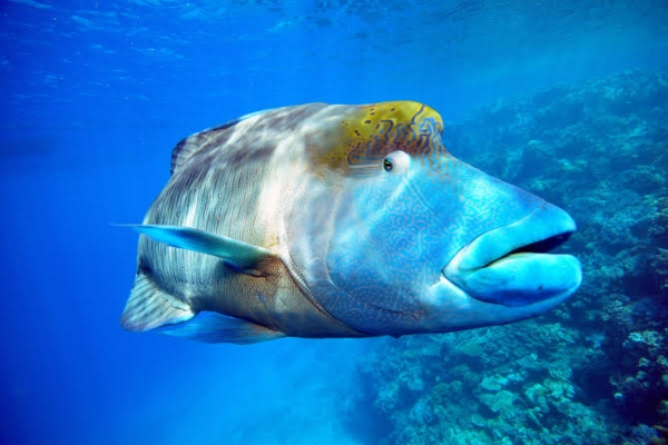 Humfed Wrasse