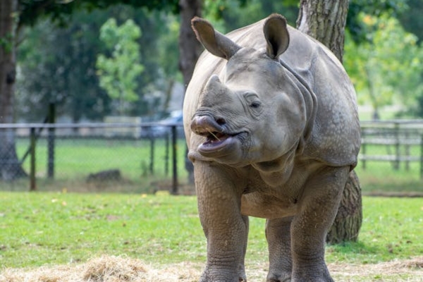 Indian rhinoceros