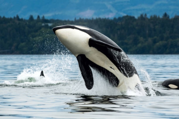 Killer Whale