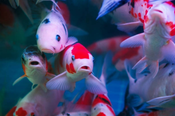 Koi Fish