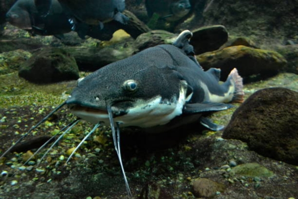 Ocean Catfish