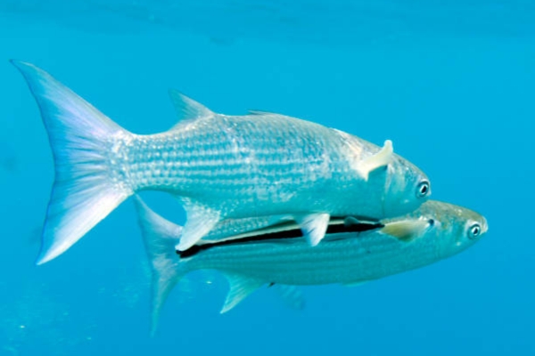 Paddletail Snapper