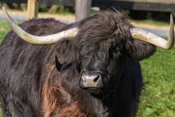 Pastoral Cow Winter