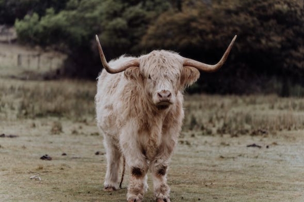 Pastoral Cow use