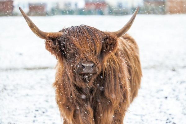 Pastoral Cow