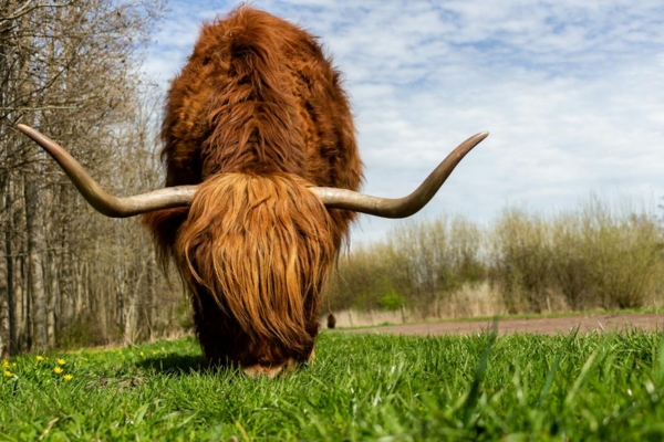 Pastoral cattle