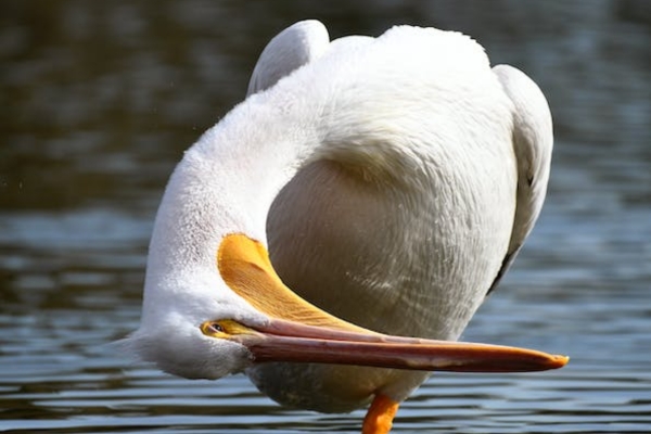 Pelecanus onocrotalus