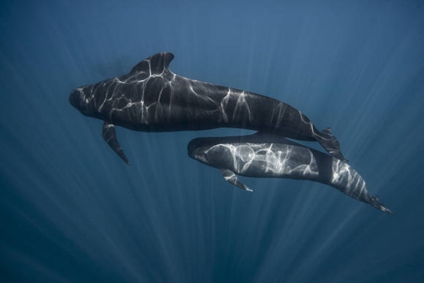 Pilot Whales