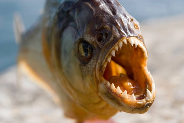 Piranha