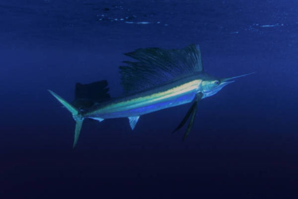 Sailfish