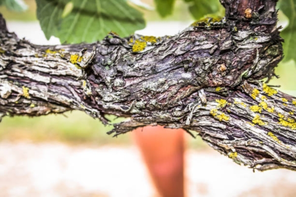 Sea Grape Tree Bark