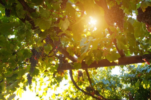 Sea Grape Tree Cultivation