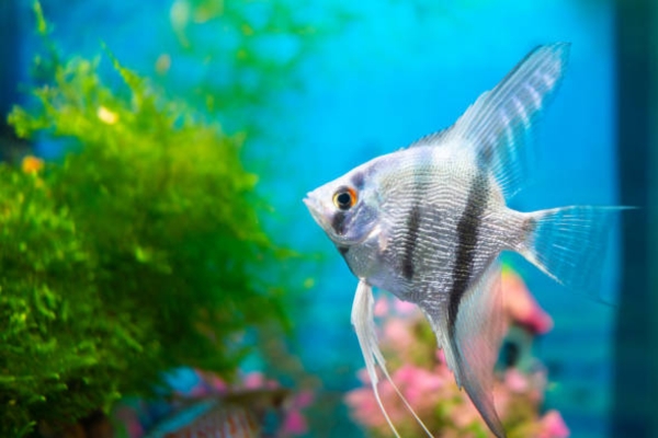 Silvery Angelfish