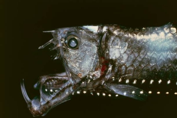 Sloane's viperfish