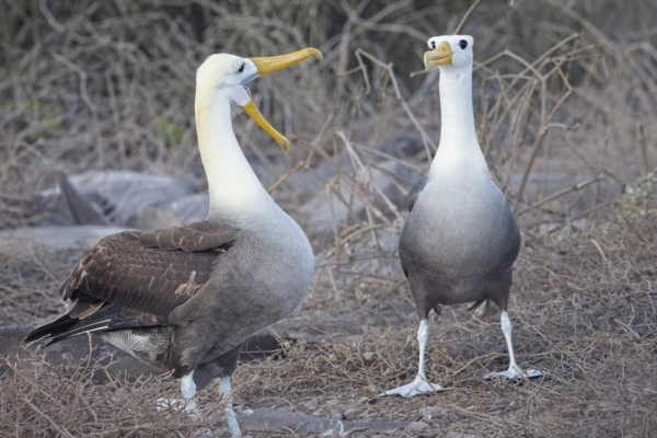 Southern Albatross