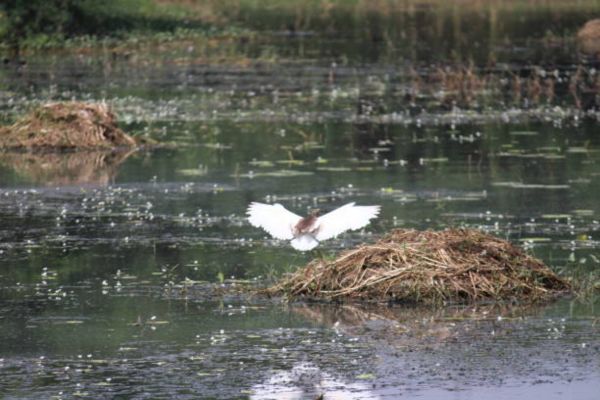 Sultanpur Lake, Gurgaon